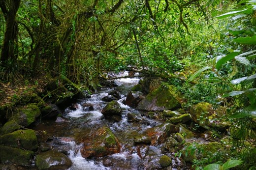Valle de Cocora