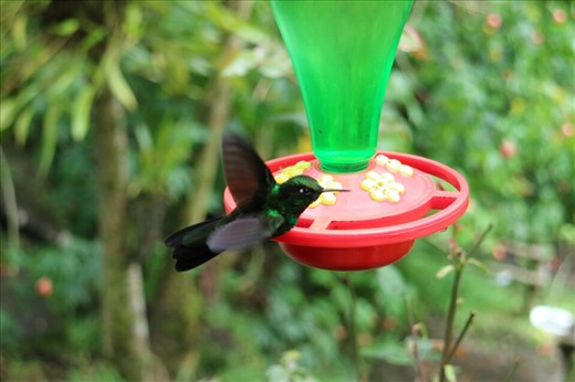 Hummingbird sanctuary in the valley