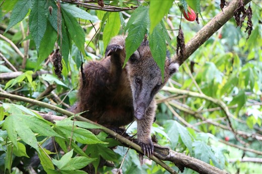 Unexpected visitor at the hummingbird sanctuary