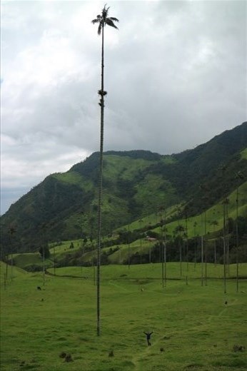 Karen showing how big the Wax Palms are