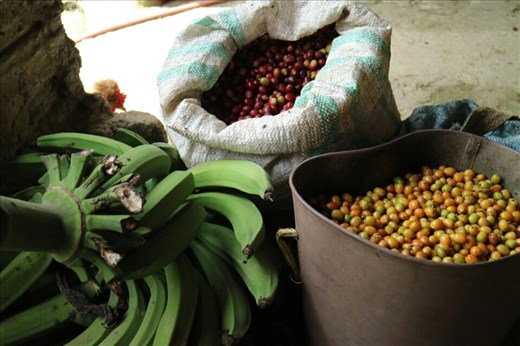 Don Elias coffee plantation tour