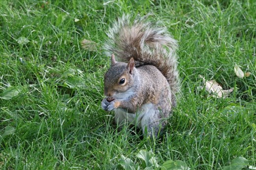 These little guys were everywhere