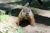 Karen was excited by her first beaver sighting..... turns out it was a groundhog....: by joshandkaren, Views[308]