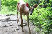Met this curious little guy hiking around Mont Tremblant: by joshandkaren, Views[229]