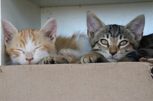 Two of the residents at our workaway near Goçek