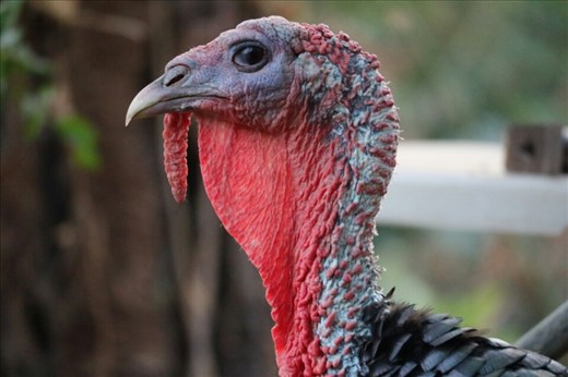 Workaway near Goçek