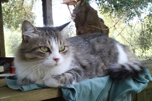 Puss Puss keeping my shirt warm for me outside our workaway accommodation