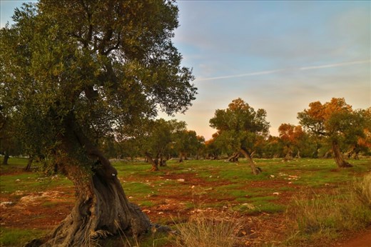 One of the ancient olive groves near our workaway