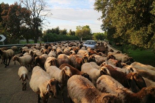 Attempting to drive home from town