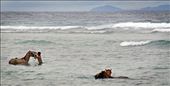 Men wash their horses in the surf at the Gili Trawangan beach: by josheastwood, Views[847]