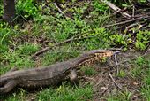 Just off the path, a monitor lizard scuttles toward a village in the Gilis: by josheastwood, Views[1239]