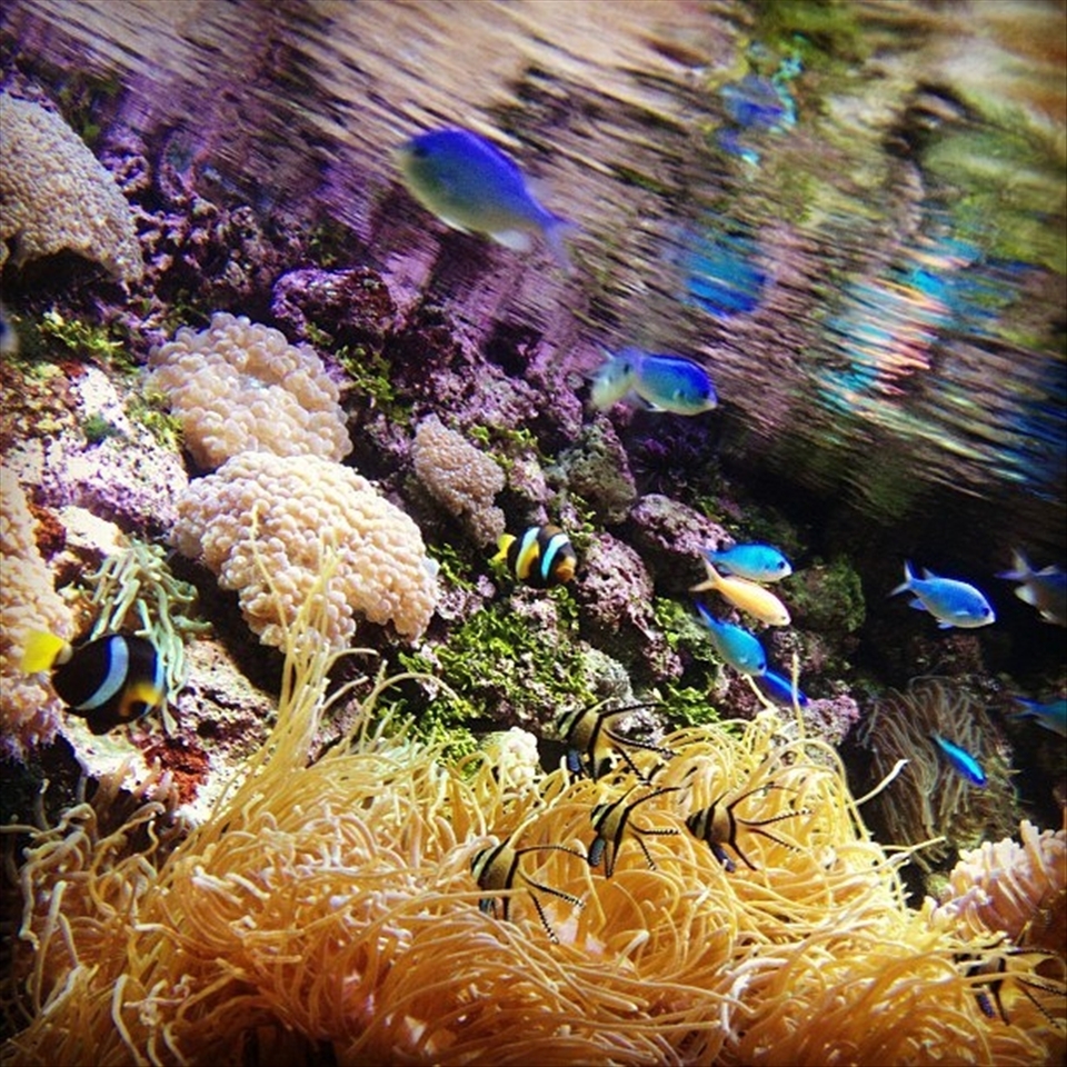 Colourful Fish - This is a photo I captured when I was at the Sydney Aquarium.