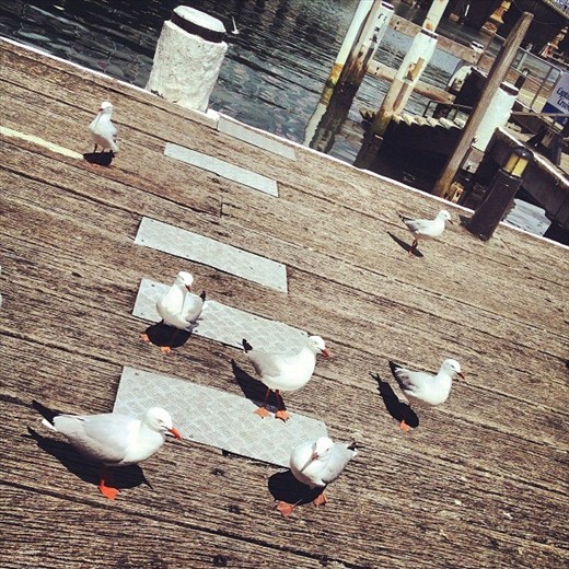 Hungry Seagulls - I captured this photo while I was sitting on the pier having lunch at Darling Harbour Sydney.