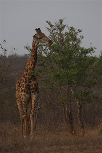 peaceful giraffe at Klaseri Nature Reserve