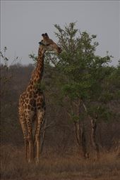 peaceful giraffe at Klaseri Nature Reserve: by joshponzie, Views[252]