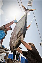 The Catch: by joshstrong, Views[283]