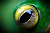 Eye of the frog: by joshuaalisnake, Views[223]