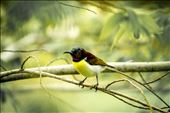 Out in the sun ... Bird: by joshuaalisnake, Views[274]