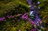 Tiny flowers: by joshuaalisnake, Views[211]