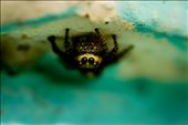 Insie Winsie spider: by joshuaalisnake, Views[244]