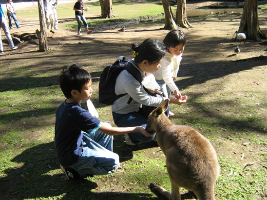 Feed Kangaroo