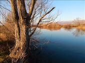 Reflections off the River Cetina near the town of Sinj. Step down among the bank, cup the cool water in your hands and drink.: by josip, Views[270]