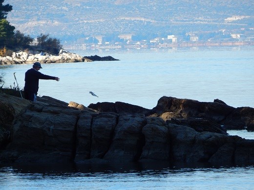 Local man fishing off the shores of Split for his dinner. Fresh is more tasty.