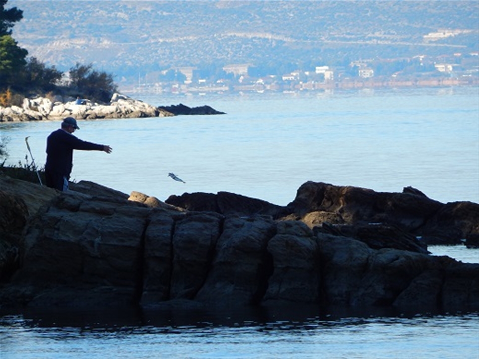 Local man fishing off the shores of Split for his dinner. Fresh is more tasty.