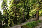 Gateway to new tales and philosophies. Rays peep through the leaves to greet us.: by journeywithapurpose, Views[330]
