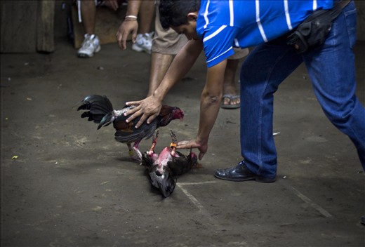 A rooster plays dead, they are separated and the winner is declared