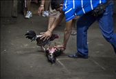 A rooster plays dead, they are separated and the winner is declared: by jovanatanackovic, Views[196]