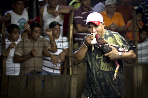 An owner sucks blood from the face of a rooster so that it can see properly.