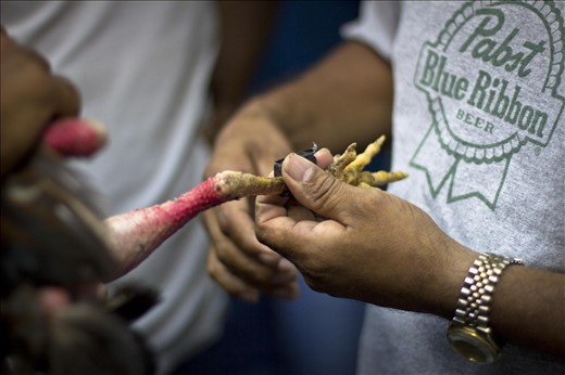 The owners agree on the size of the hook, and the official judge ties it on.