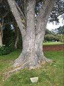 Tree planted by Queen Elizabeth : by joyaroundtheworld, Views[209]