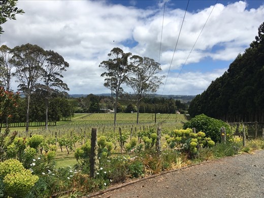 Small but lovely Cottle Hill Winery