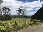 Small but lovely Cottle Hill Winery: by joyaroundtheworld, Views[178]
