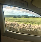 So many sheep: by joyaroundtheworld, Views[220]