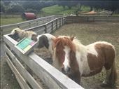 Cute miniature horses : by joyaroundtheworld, Views[125]