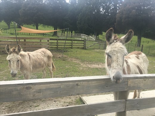 Couple donkeys 