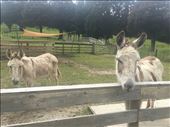 Couple donkeys : by joyaroundtheworld, Views[400]