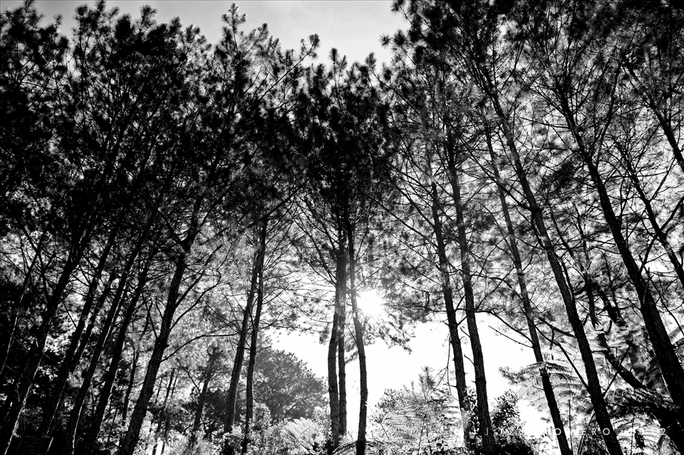 These towering pine trees around the cemetery provide cool shade from Sagada's hot afternoons. 

Sagada, Mountain Province, Philippines