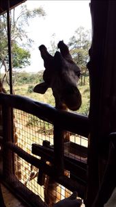 by joytranae, Views[276]