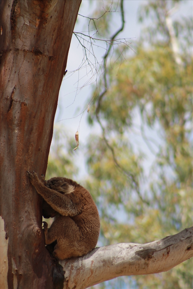 Camera Shy - this big guy sat up in his tree observing our weird 