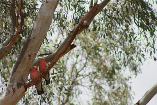 Love Birds - a pair of Galas perch together high up in the shade of a eucalyptus tree.