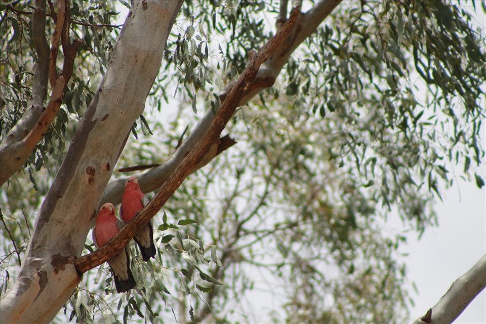 Love Birds - a pair of Galas perch together high up in the shade of a eucalyptus tree.