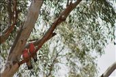 Love Birds - a pair of Galas perch together high up in the shade of a eucalyptus tree.: by jp3g, Views[351]