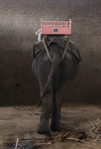 Grey beauty in Jaipur. 