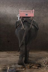 Grey beauty in Jaipur. : by jpcarranza, Views[89]