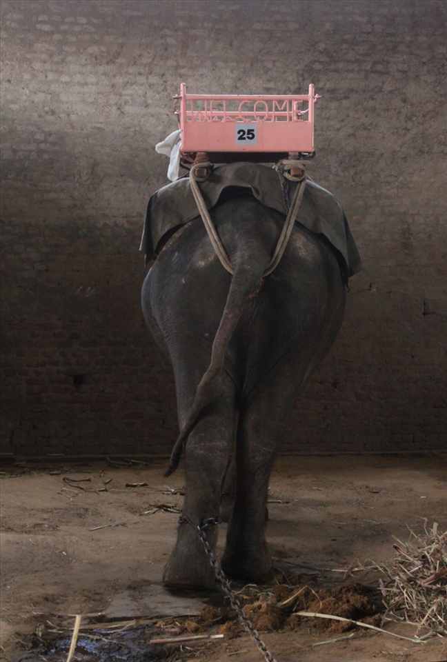 	Grey beauty in Jaipur.