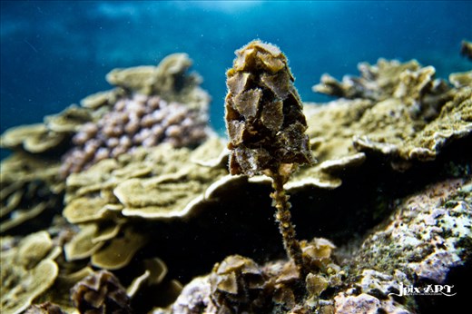 Kohpanang, shark bay 